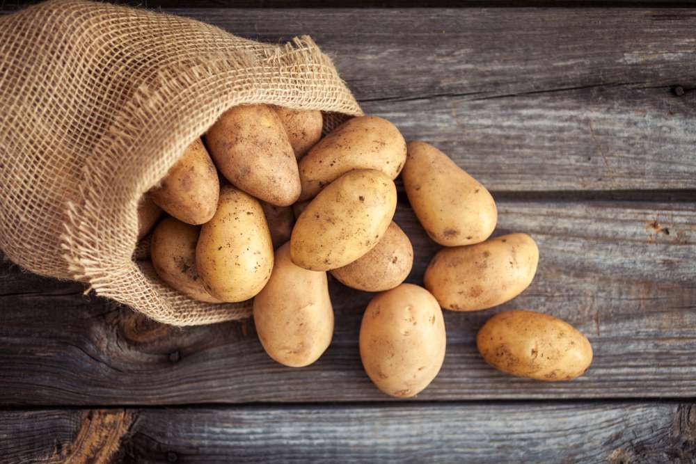 Kartoffeln Cilena Übergröße 25kg