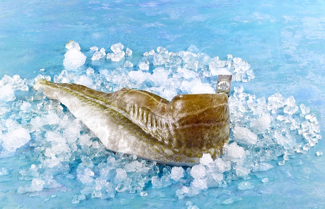 Skreifilet (Winterkabeljau) mit Haut 400-800g