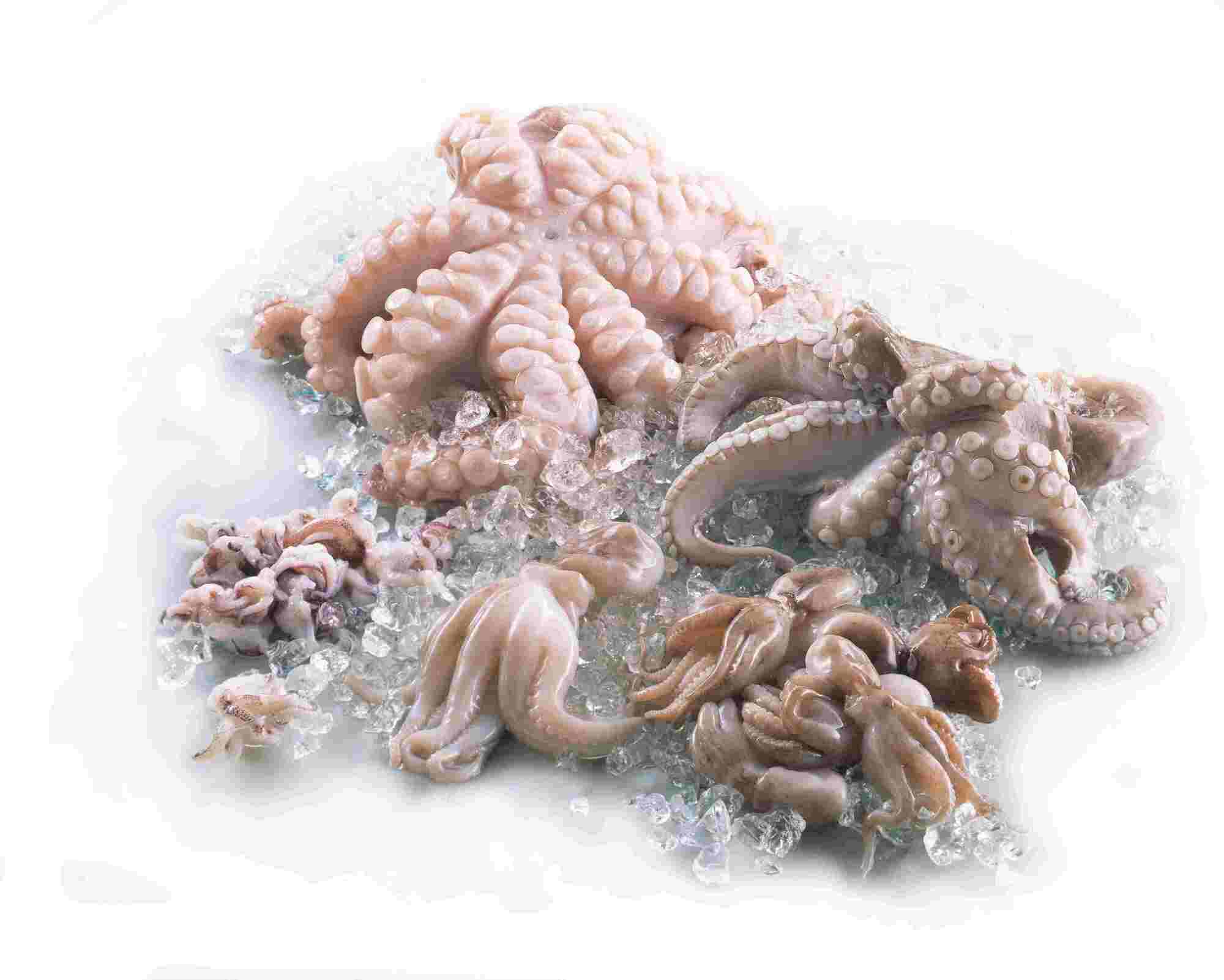 Pulpo Groß 500-1000g