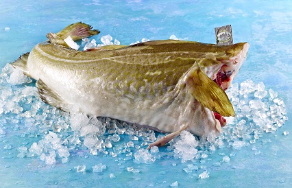 Skrei (Winterkabeljau) ohne Kopf 2000-4000g