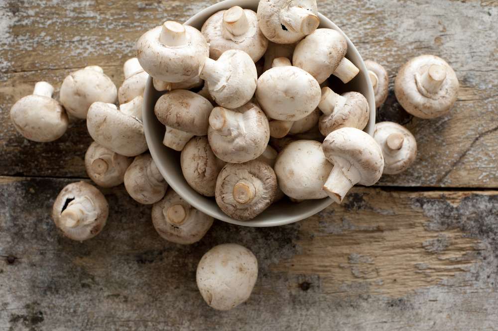 Champignons fein 3000g